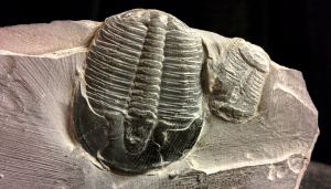 Fossil - 1191738 - 1280