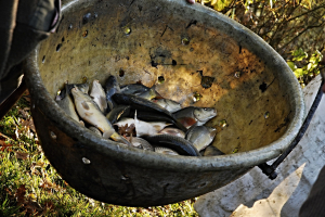 Harvesting - 201099 - 1280